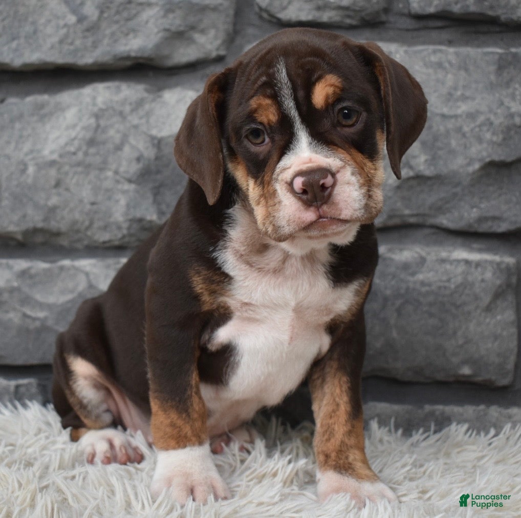 Beabull dogs Trixie  - Ad 2