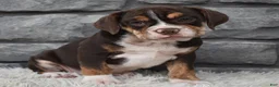 Beabull dogs for sale: Trixie  - Ad 2