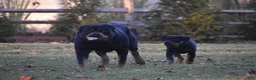 Rottweiler dogs for sale: Rottweiler 2 - Ad 4