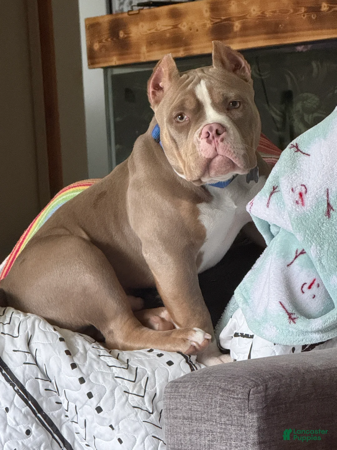 American Bully dogs for sale: Mouse - Ad 2