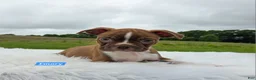 Boston Terrier dogs for sale: Emory - Ad 8
