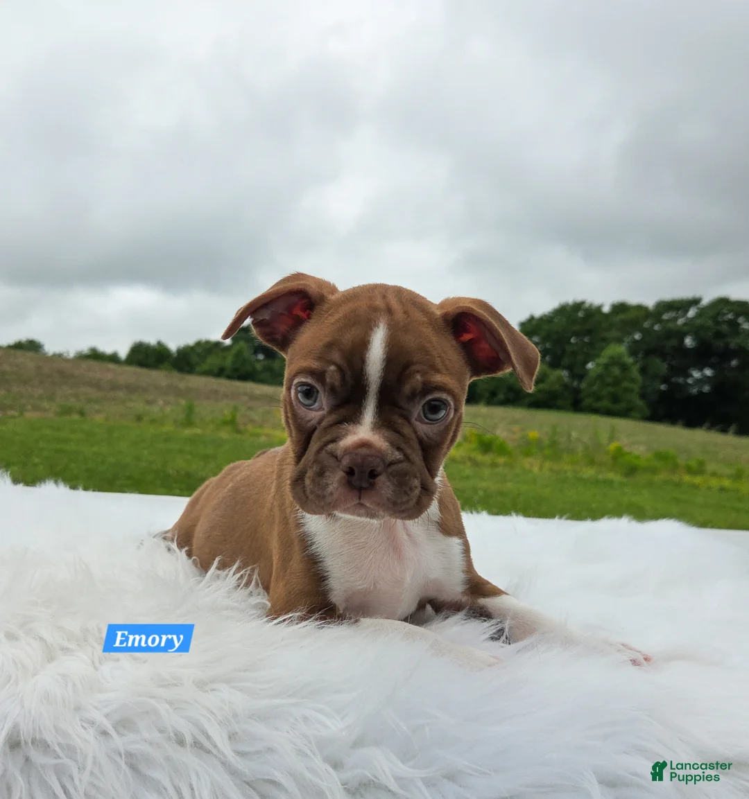 Boston Terrier dogs for sale: Emory - Ad 8