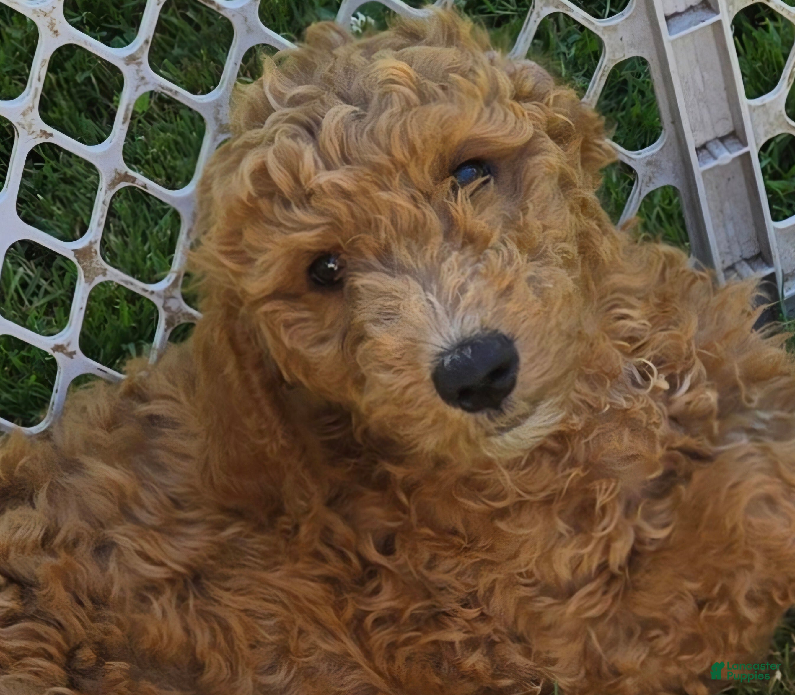 Goldendoodle dogs Goldendoodle Puppy 1 - Ad 1