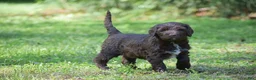 Portuguese Water Dog dogs for sale: Megan - Ad 15