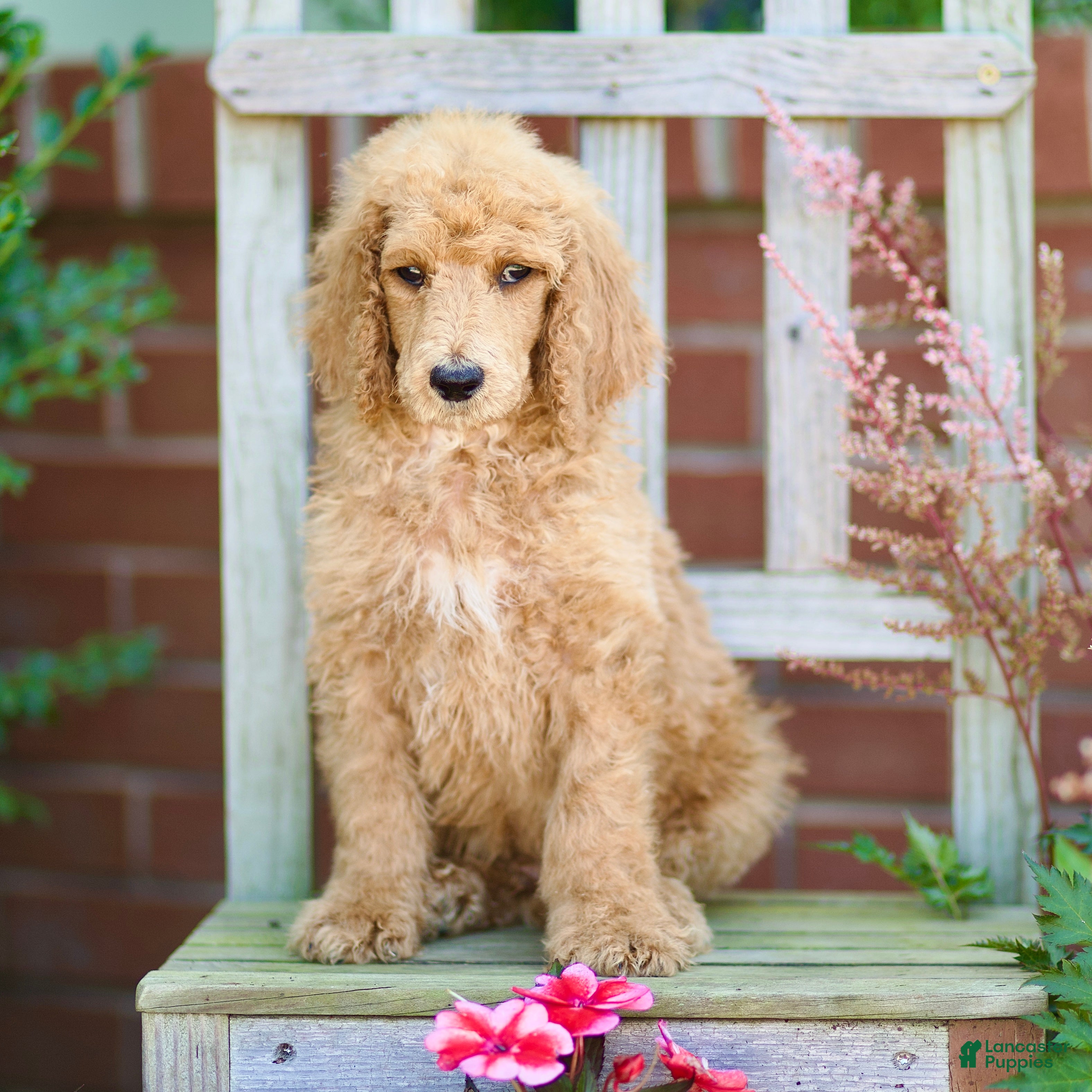 Standard Poodle dogs Michief - Ad 2