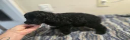 Miniature Poodle dogs for sale: CARTER - Ad 3