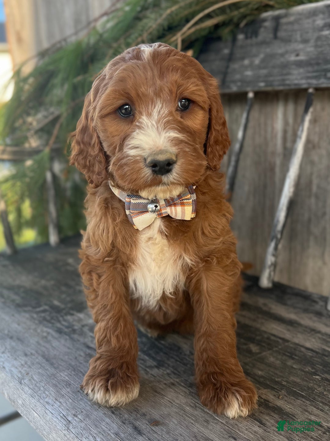 Irish Doodle dogs for sale: Nicholas  - Ad 1