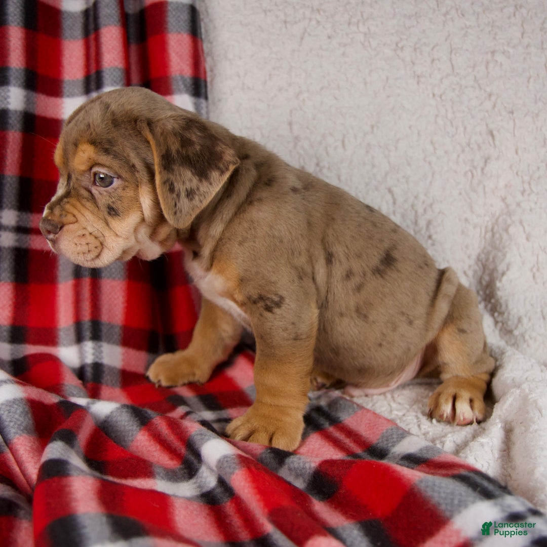 Mixed Breed dogs for sale: Midnight - Ad 3