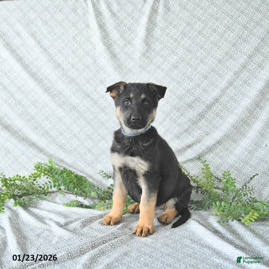 German Shepherd dogs Lady SPECIAL NEEDS - Ad 4