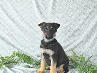 German Shepherd dogs Lady SPECIAL NEEDS - Ad 10