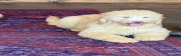 Miniature Labradoodle dogs for sale: Sunshine - Ad 5
