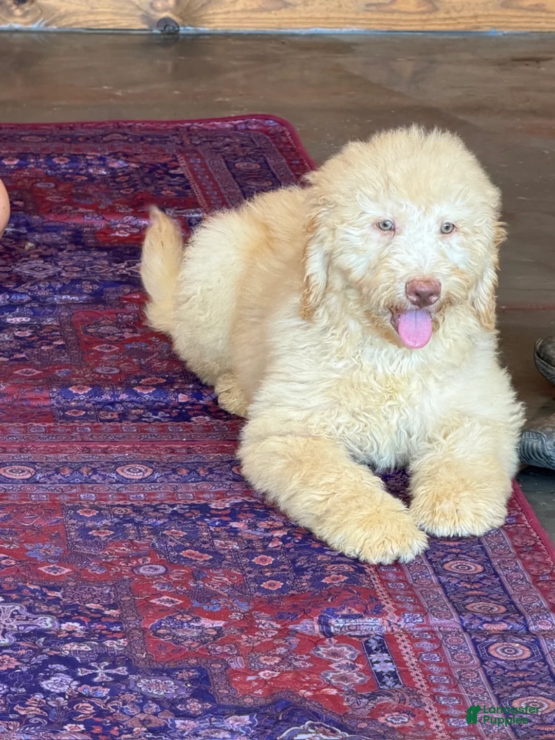 Miniature Labradoodle dogs for sale: Sunshine - Ad 5
