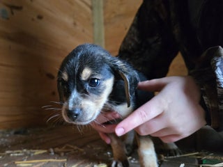 Beagle dogs Buster the Beagle - Ad 2