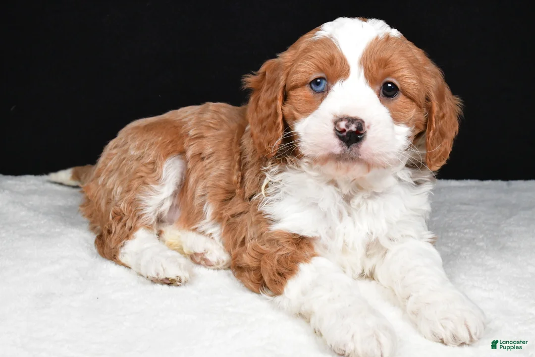 Mini Goldendoodle dogs for sale: Bennett - Ad 1