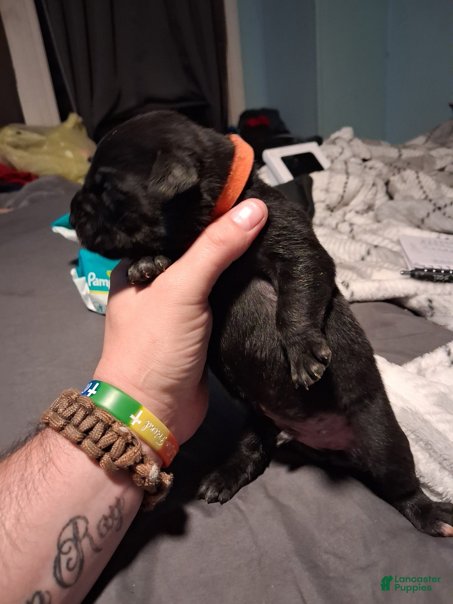 Mixed Breed dogs Orange boy  - Ad 33