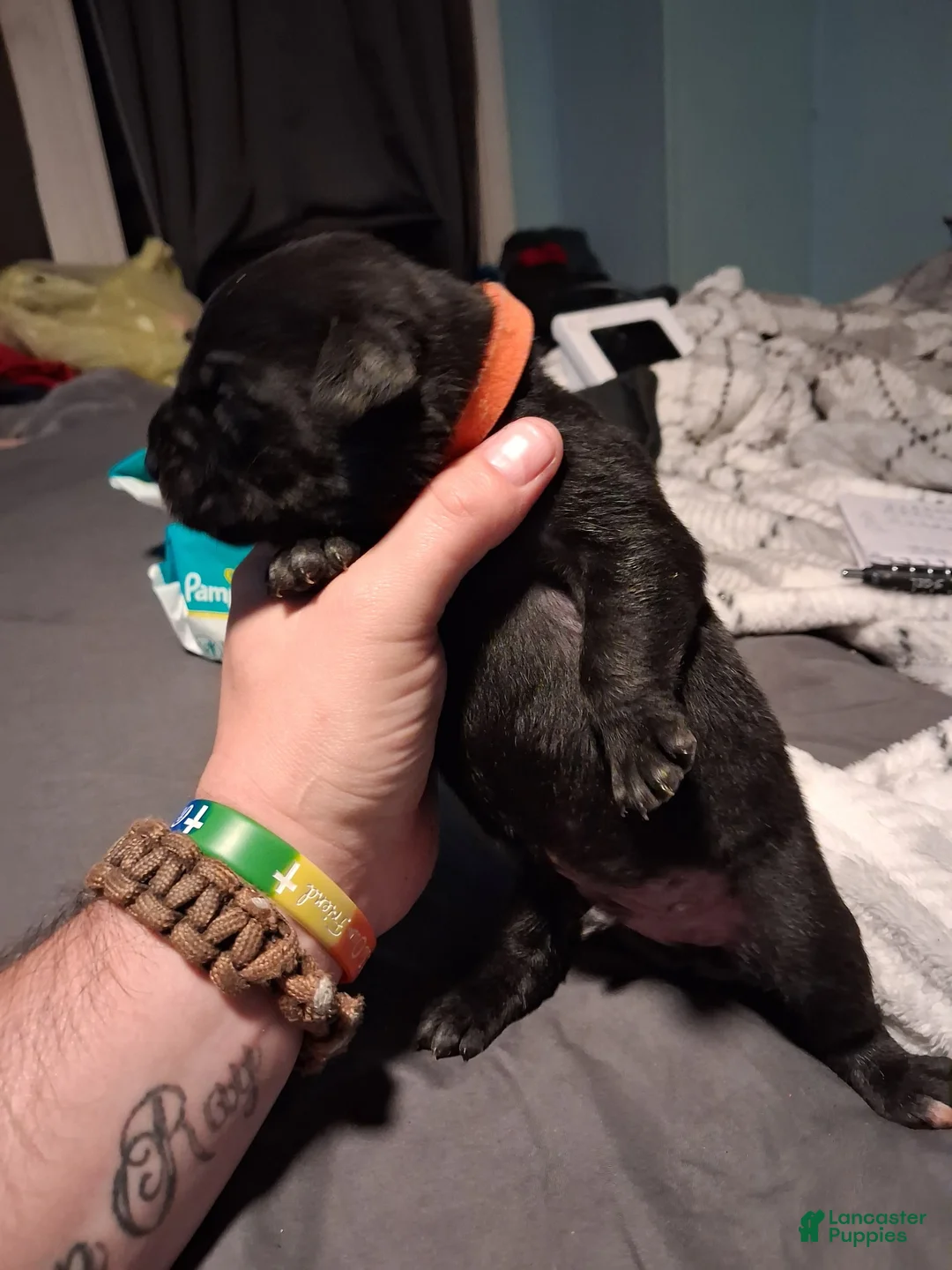 Mixed Breed dogs for sale: Orange boy  - Ad 1