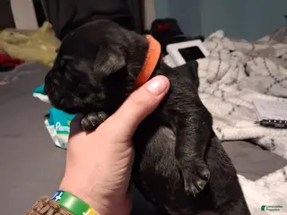 Mixed Breed dogs Orange boy - Ad 33