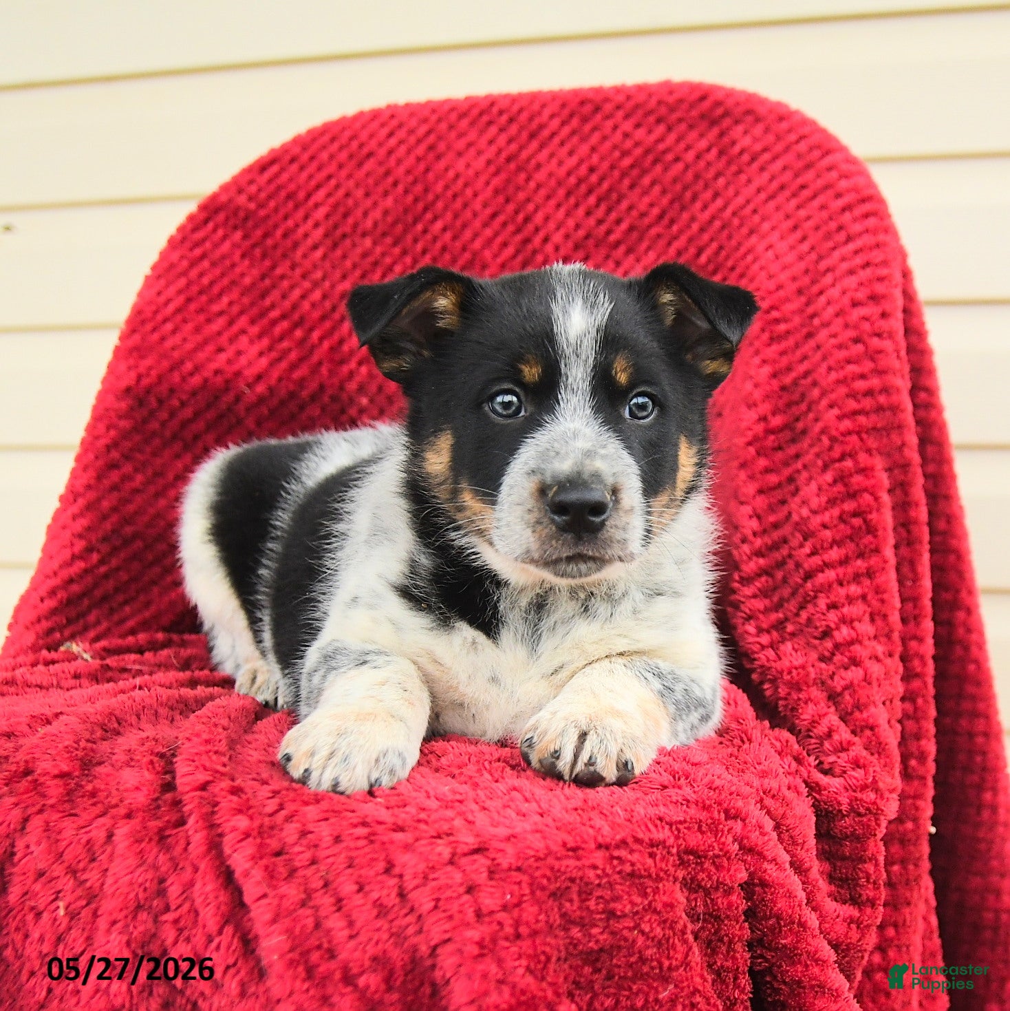 Mixed Breed dogs for sale: Raphael - Ad 3