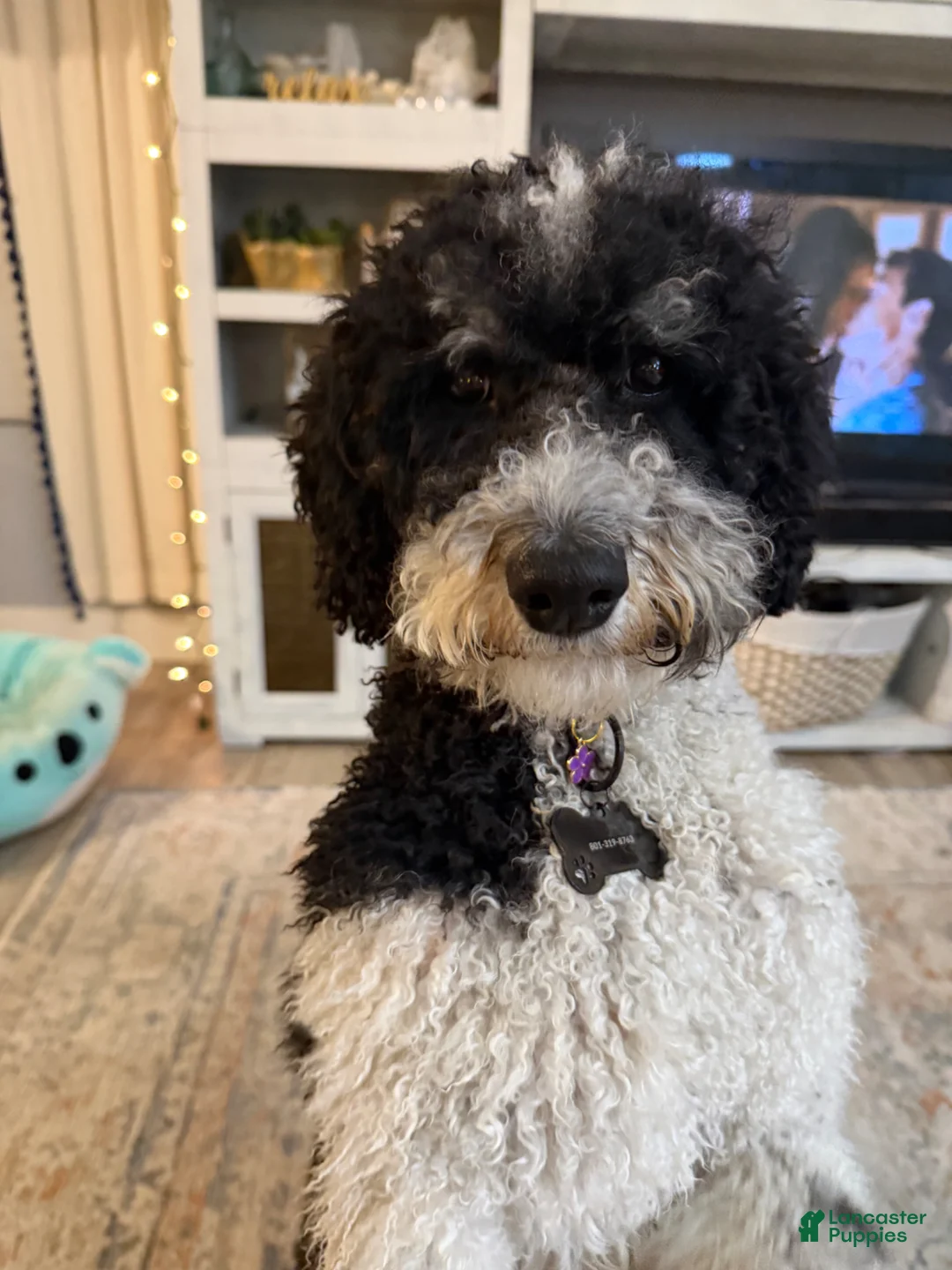 Bernedoodle dogs for sale: Alpine  - Ad 2