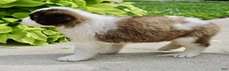 Saint Bernard dogs for sale: Hannah - Ad 7