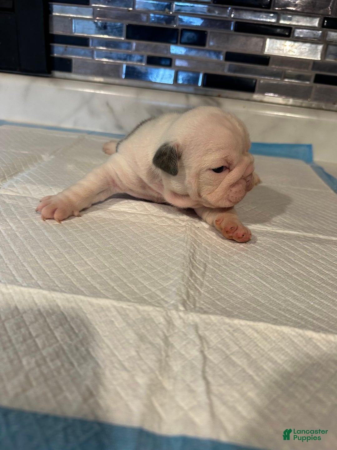 English Bulldog dogs for sale: Blue Fawn Merle Boy  - Ad 53