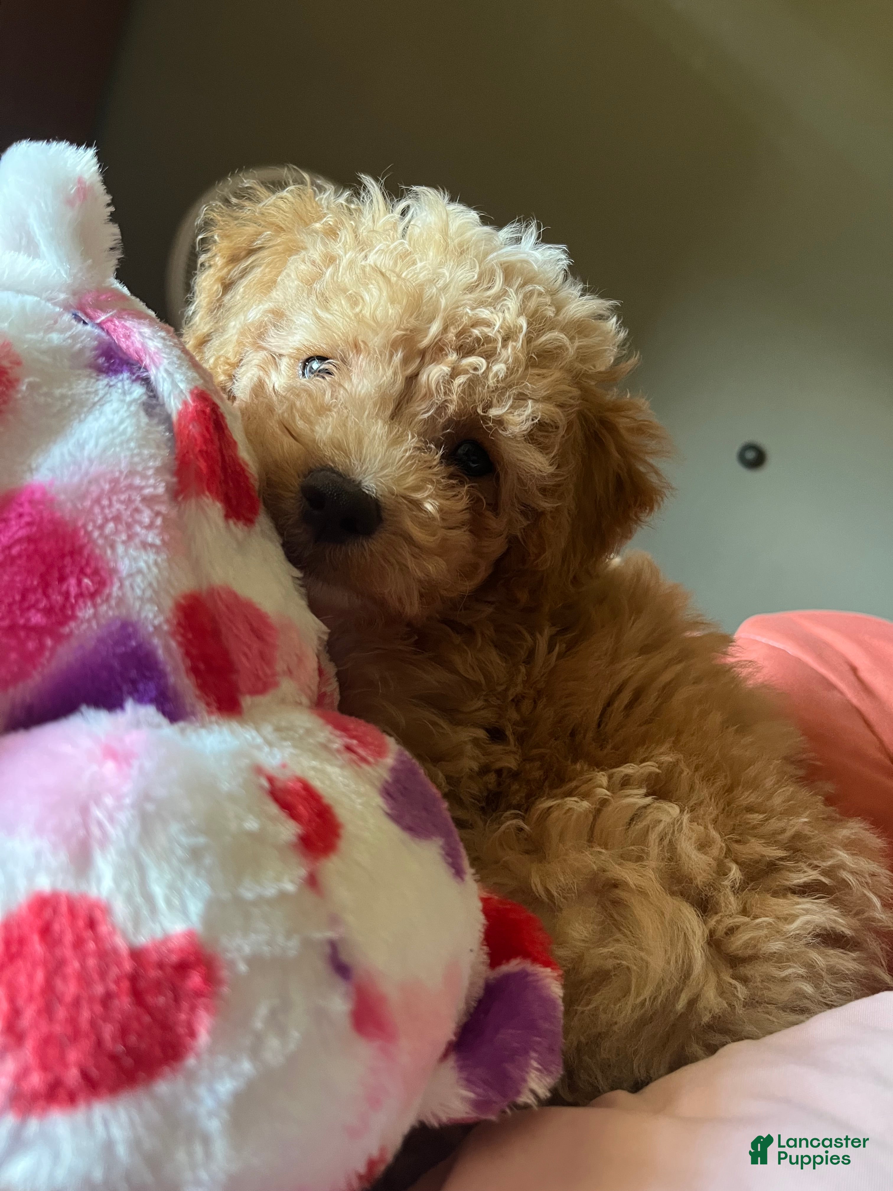 Toy Poodle dogs Toy Poodle Puppy 1 - Ad 25