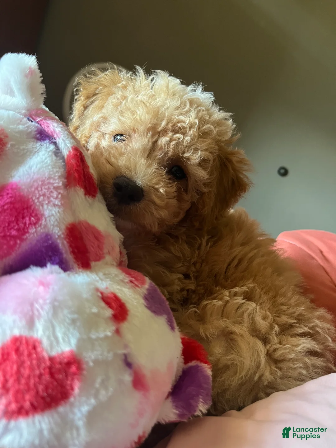 Toy Poodle dogs for sale: Toy Poodle Puppy 1 - Ad 1