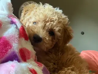 Toy Poodle dogs Toy Poodle Puppy 1 - Ad 13