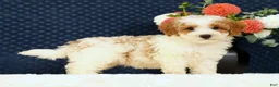 Bichpoo dogs for sale: Ernie - Ad 4