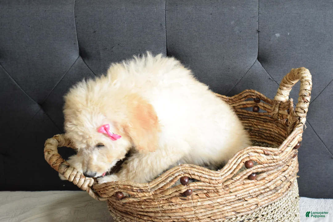 Goldendoodle dogs for sale: Goldendoodle Puppy 2 - Ad 2