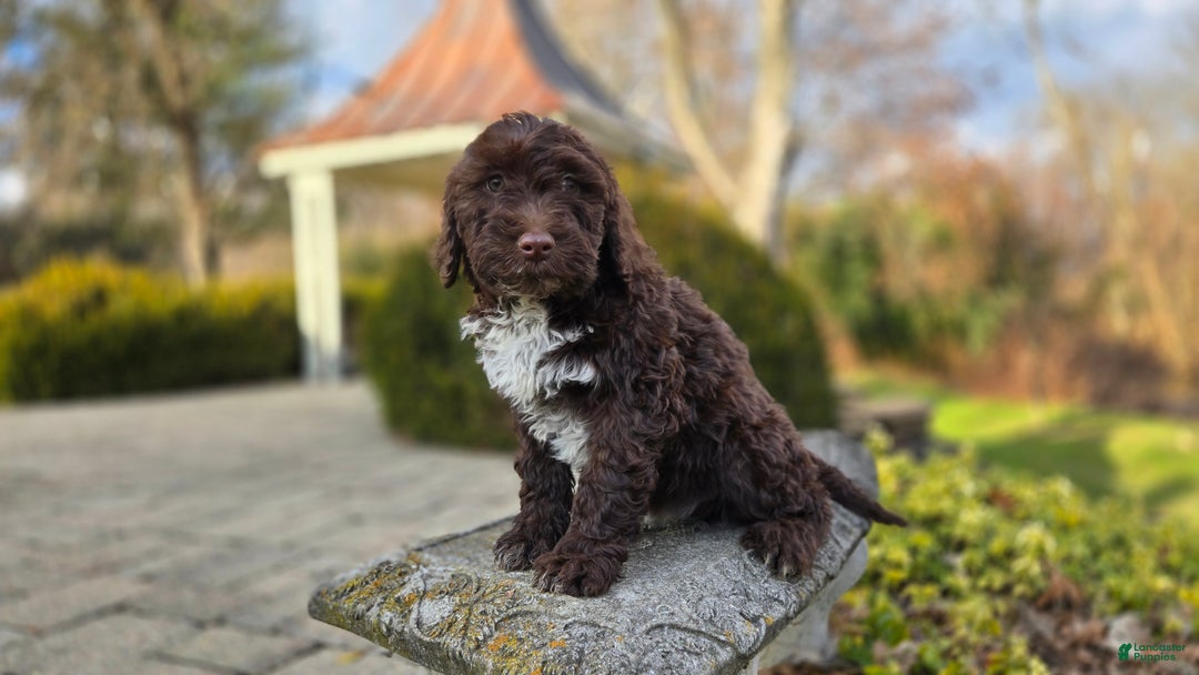Portuguese Water Dog dogs for sale: Tori - Ad 3