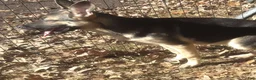 German Shepherd dogs for sale: Paige  - Ad 3