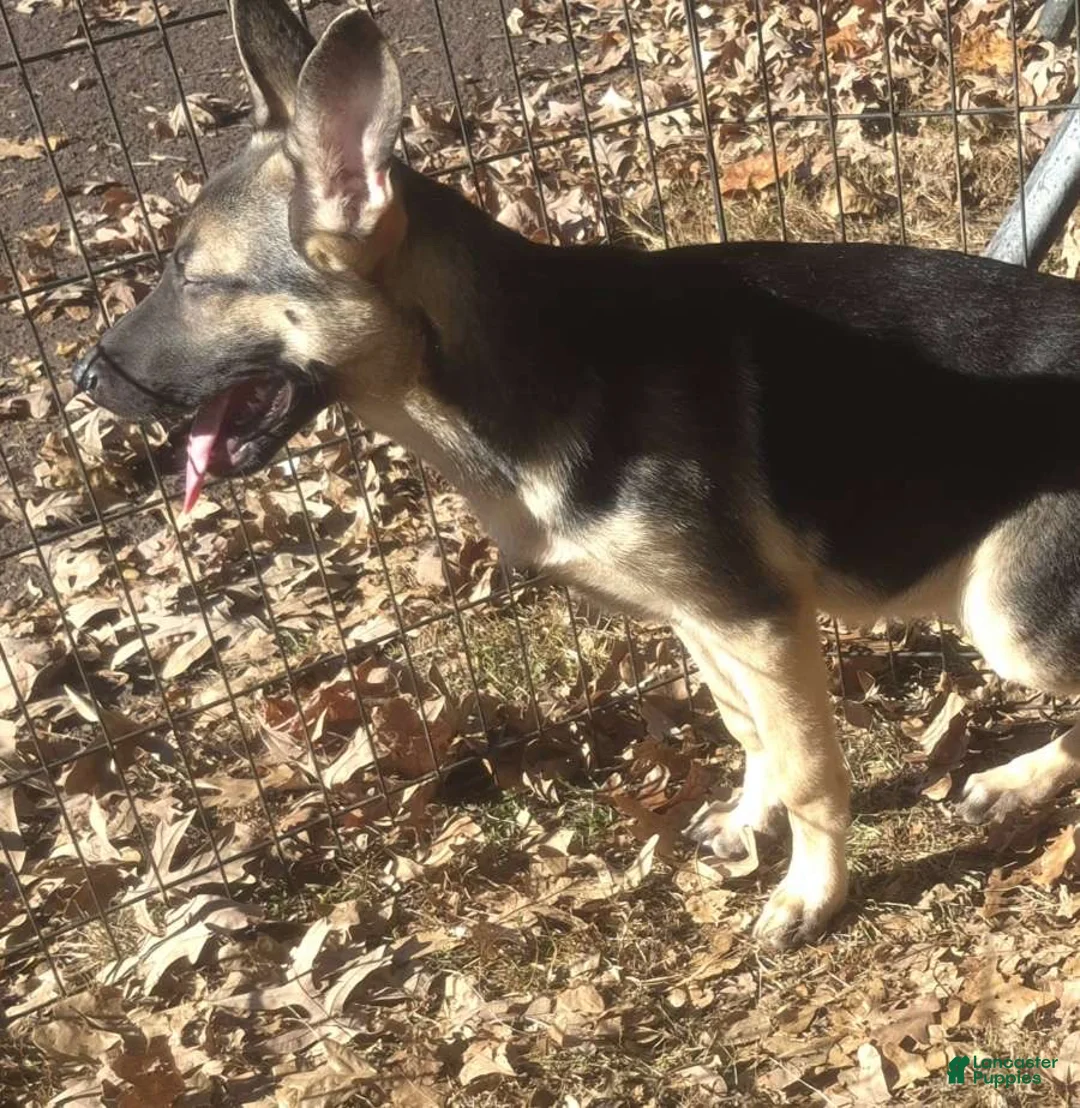 German Shepherd dogs for sale: Paige  - Ad 3