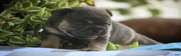French Bulldog dogs for sale: Mia French Bulldog  - Ad 6