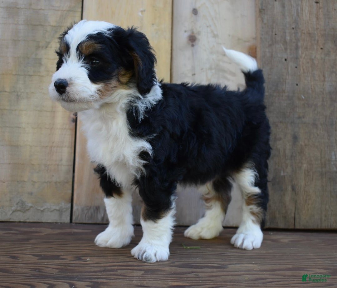 Mini Bernedoodle dogs for sale: Hunter - Ad 2