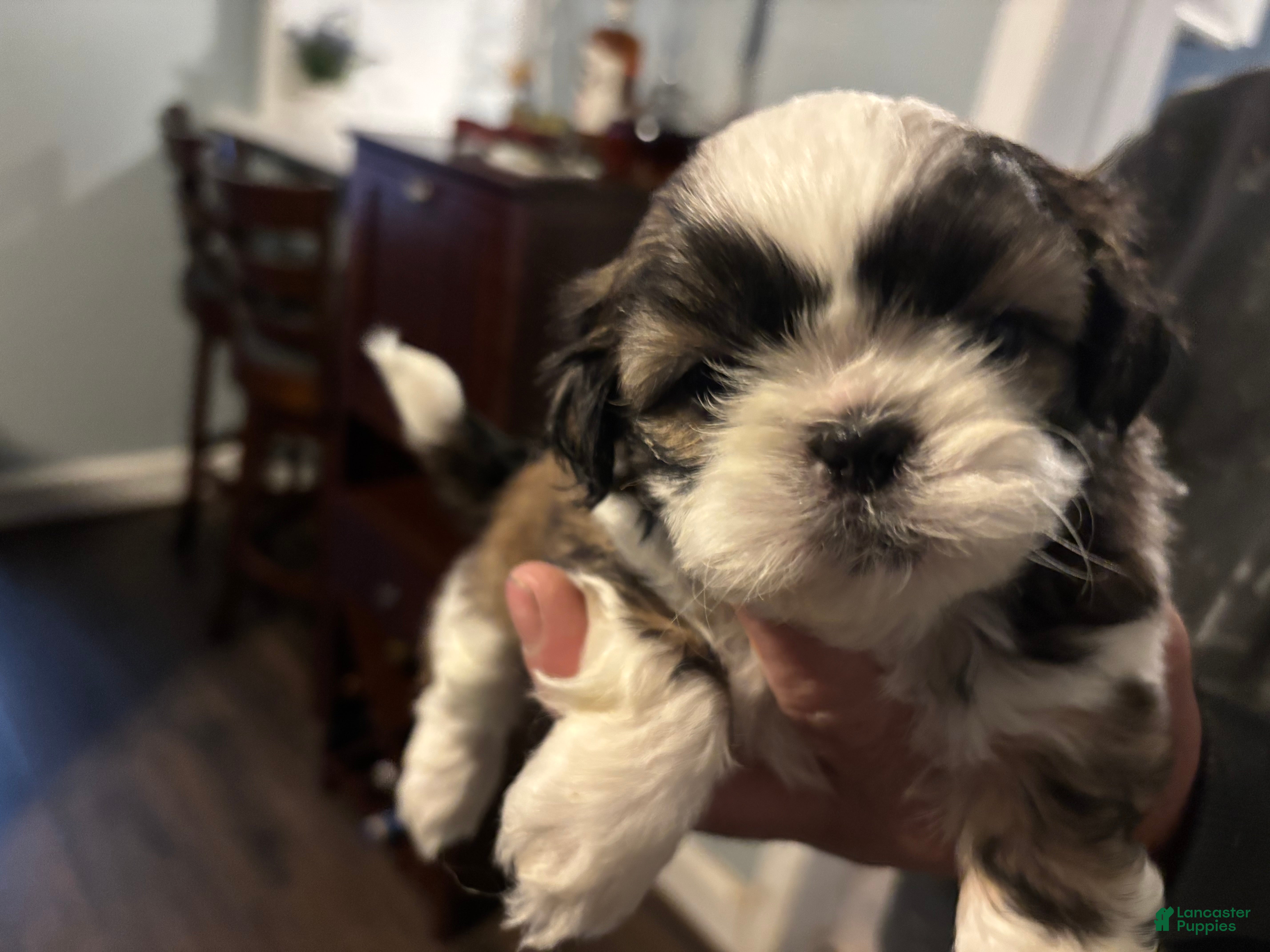 Shih Tzu dogs Teddy - Ad 2