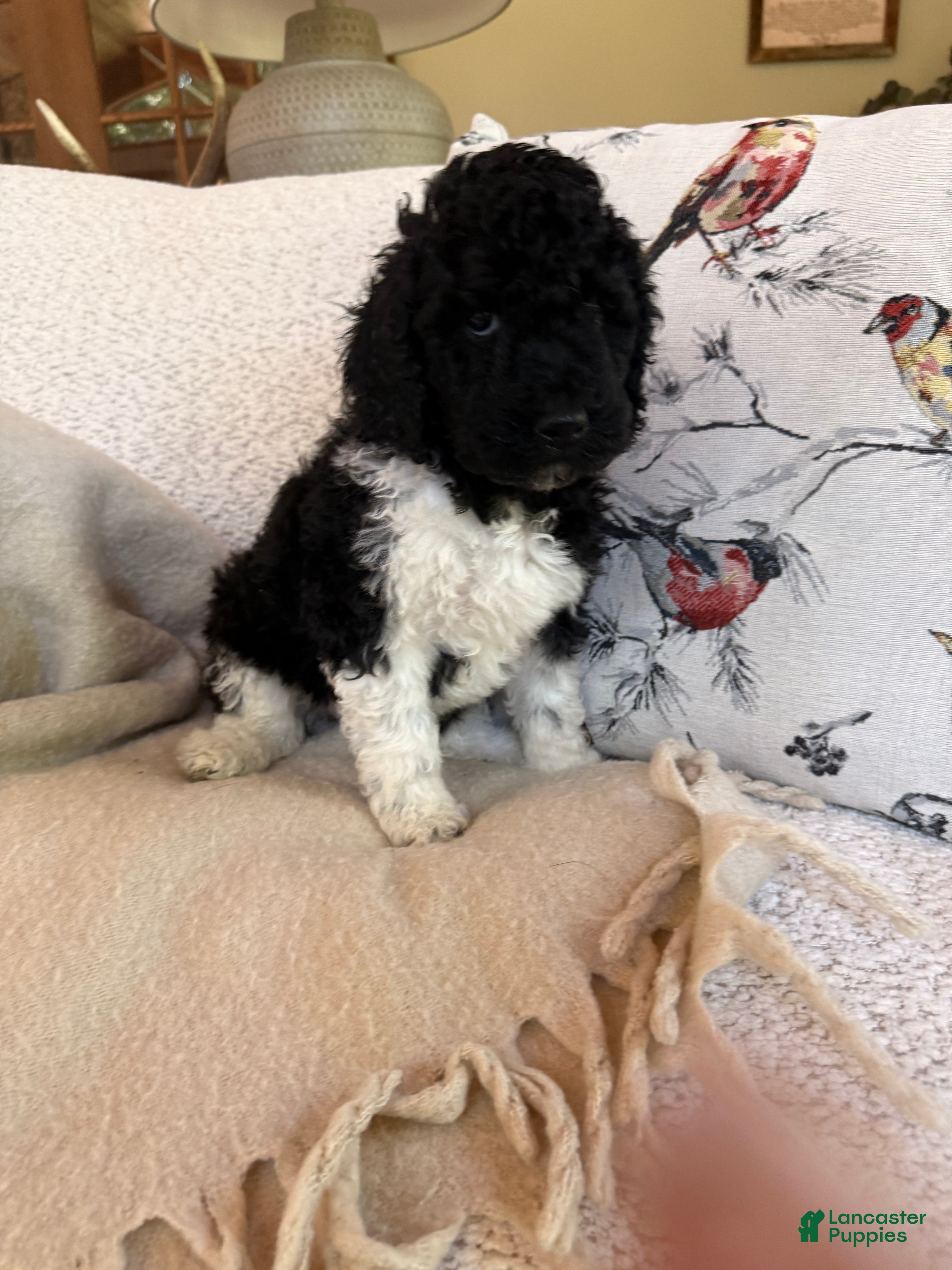 Standard Poodle dogs Standard Poodle 5 - Ad 1