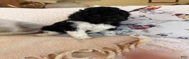 Standard Poodle 5