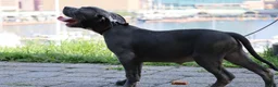 American Bully dogs for sale: Venus - Ad 5