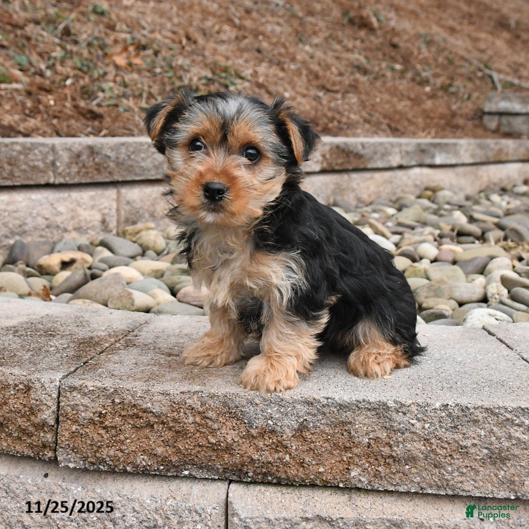Morkie dogs for sale: Ian - Ad 1