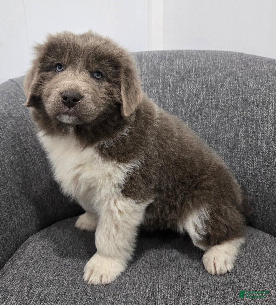 Newfoundland dogs for sale: Bella - Ad 7