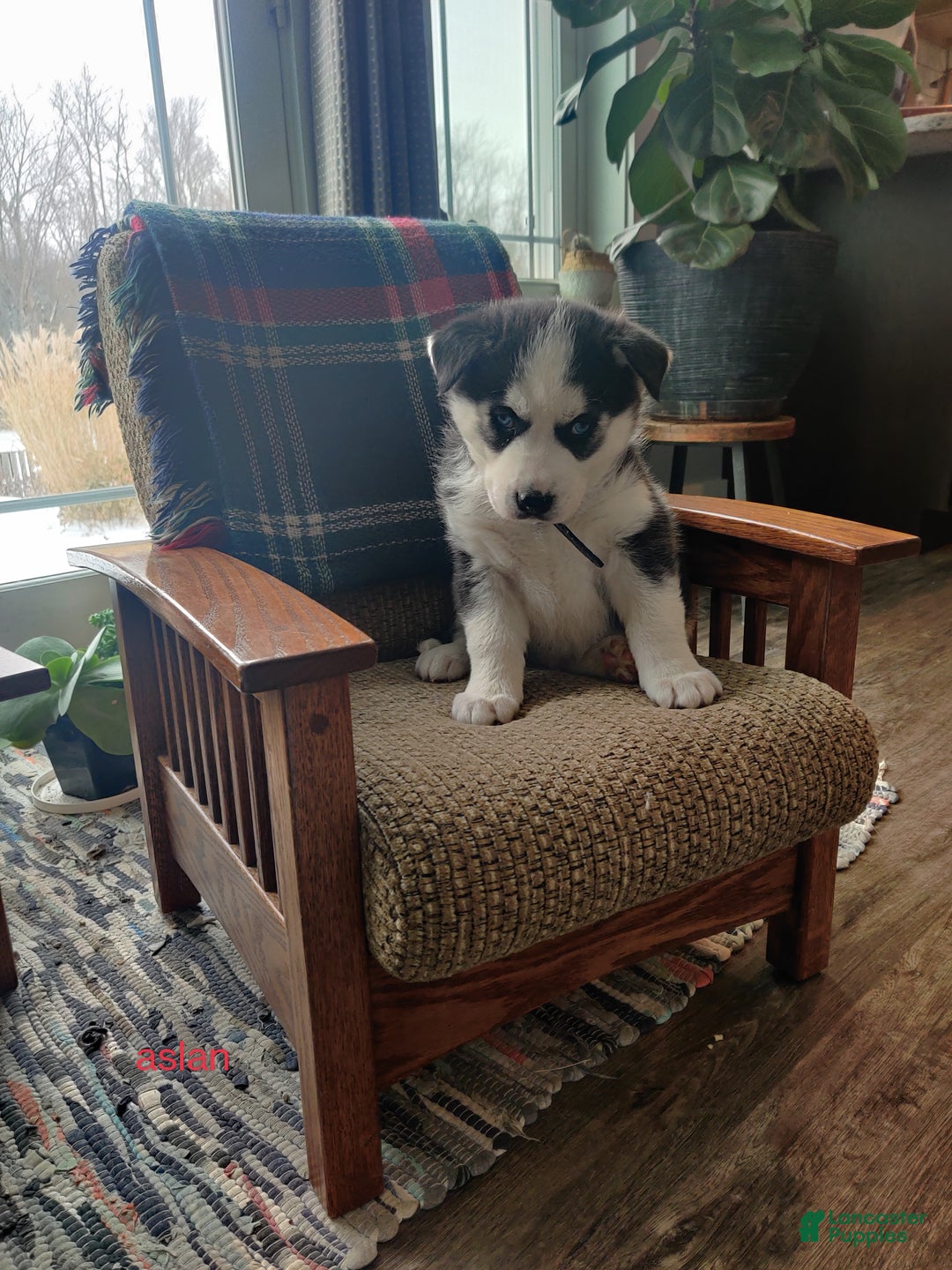 Siberian Husky dogs for sale: Aslan - Ad 2