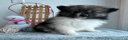 Pomeranian dogs for sale: Frisky - Ad 3