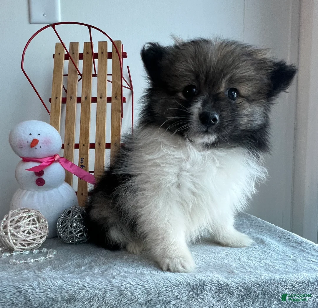 Pomeranian dogs for sale: Frisky - Ad 3