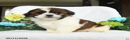Shih Tzu dogs for sale: Jackson  - Ad 1