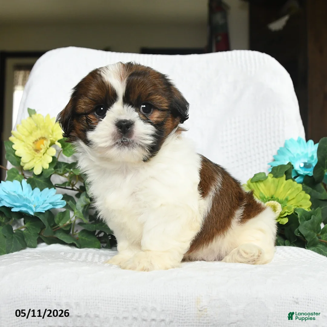 Shih Tzu dogs for sale: Jackson  - Ad 1