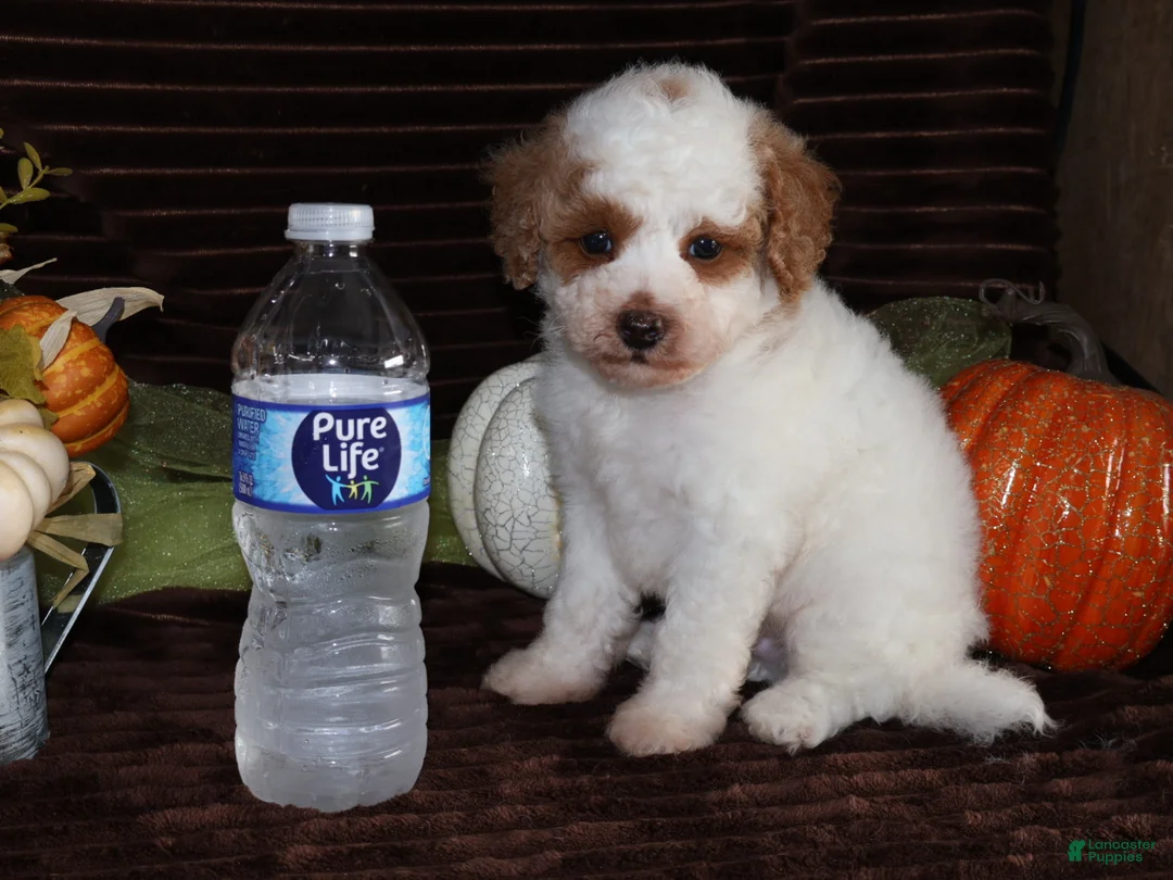 Mini Goldendoodle dogs for sale: Mini Goldendoodle 2 - Ad 2