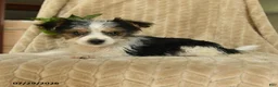 Morkie dogs for sale: Nile - Ad 5
