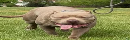 American Bully dogs for sale: Polaris - Ad 28