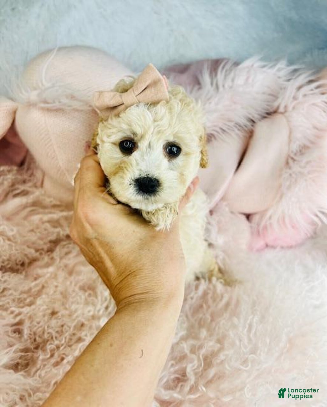 Cavapoo dogs for sale: Cavapoo Puppy 1 - Ad 2